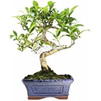 Los mejores  - Bonsai - Ficus- 6 Años (Bonsai Sei - Ficus Retusa)